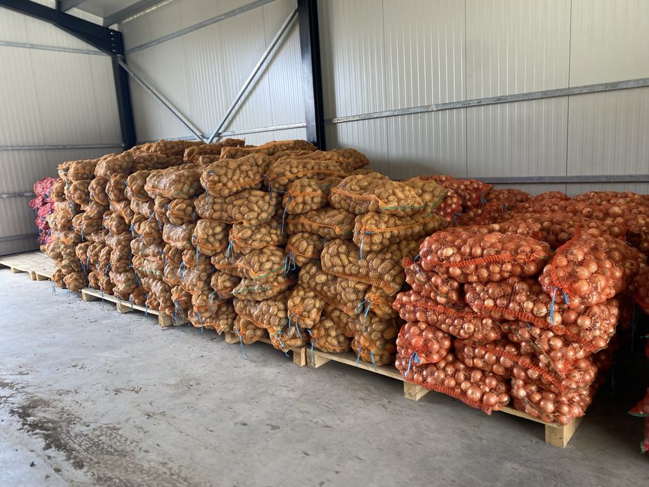 Cartofi Bellarosa, Rad Lady , Captiva alb , Ceapa