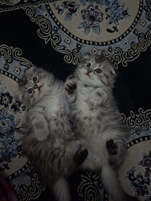 Продаётся котята