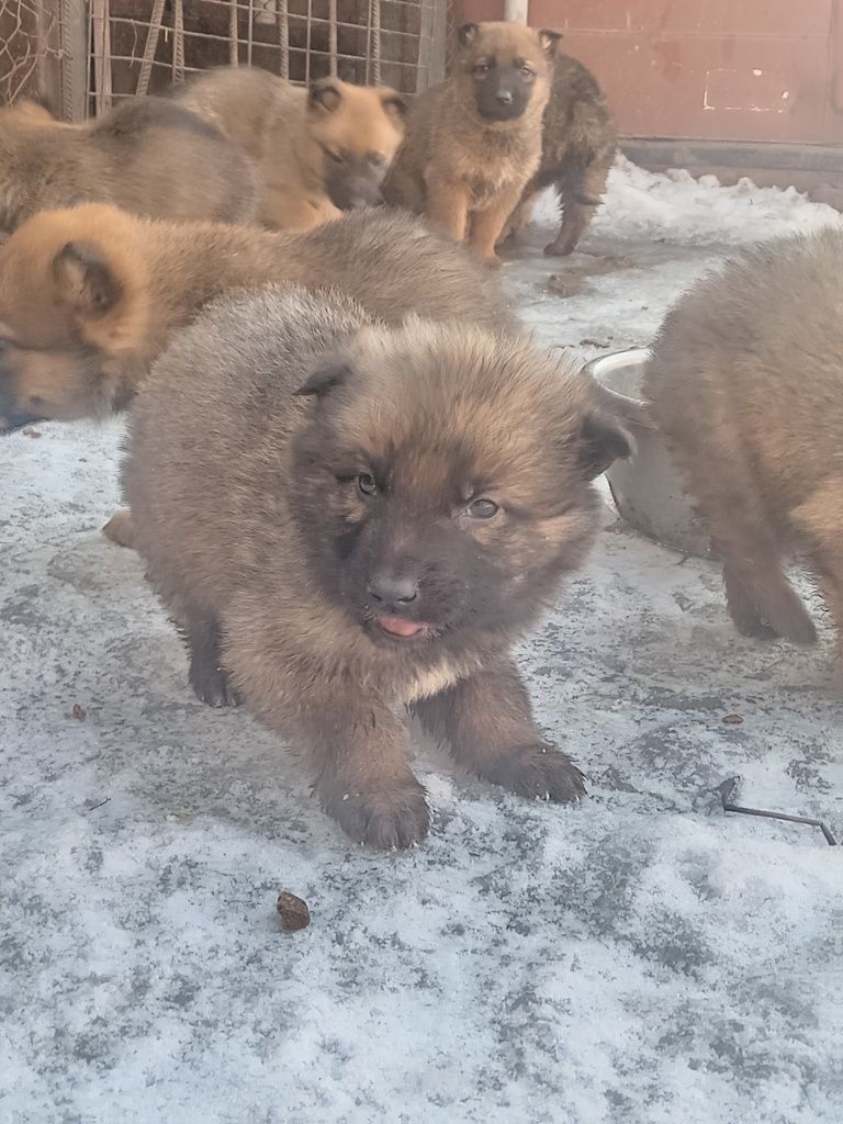 Помесь немки с бельгийской овчарки