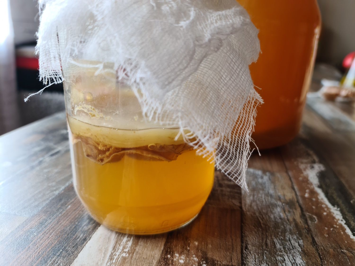 БИО Комбуча чаена Гъба scoby (Скоби) +Стартер течност за напитка