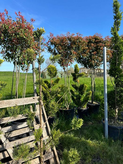 Garduri Vii deosebite | Photinia Red Robin + Grădini Personalizate