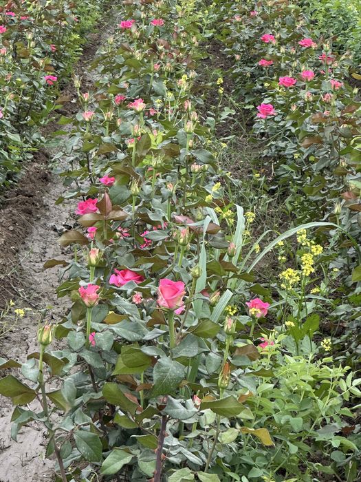 Atirgul kochatlar bor hamma sortidan bor 150 mingta