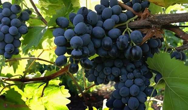Struguri de masa si vin, soiul Moldova