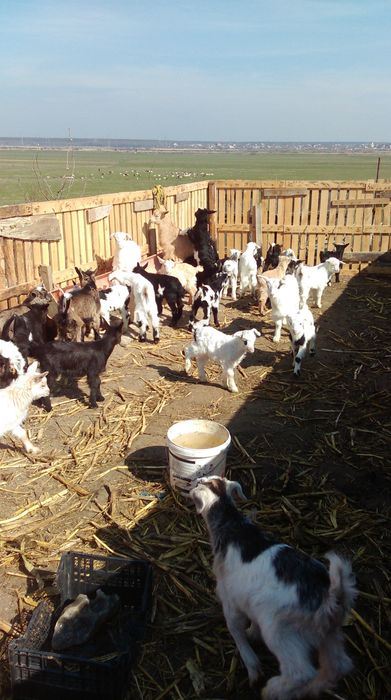 De vanzare tapi și ieduți