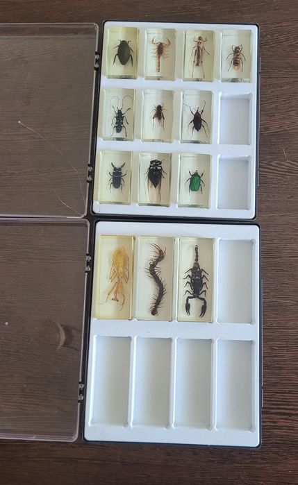 Insecte (reale) in rasina colectia DeAgostini