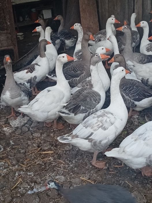 Gâște de vânzare