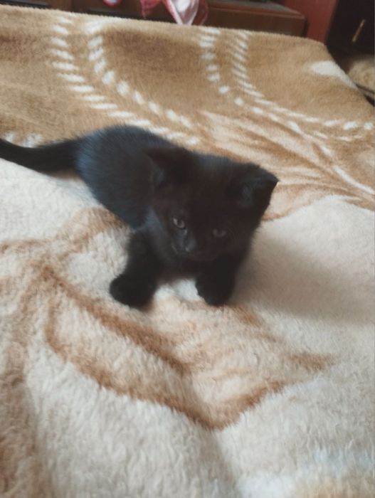 Котята 2 месяца.