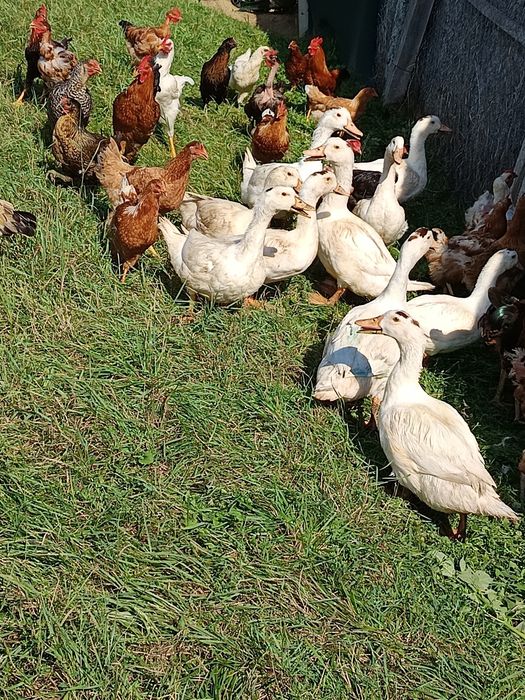 Puicuțe și rățuște