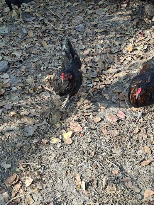 Кора товуклар домашний