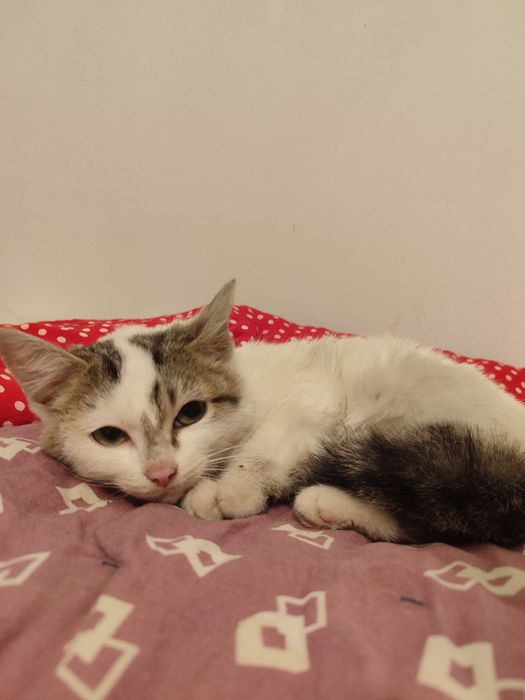 Котенок в добрые борые руки