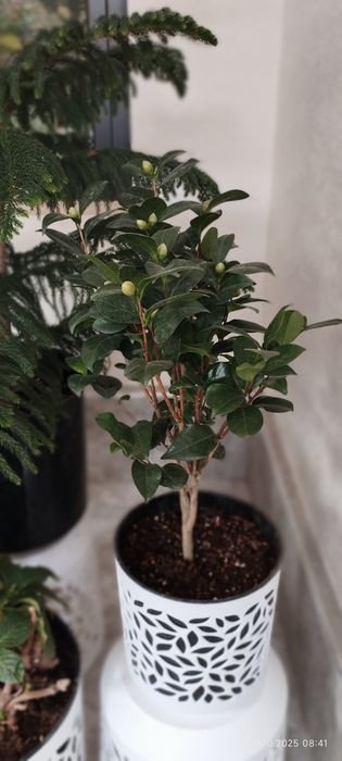 Камелия белый и красный