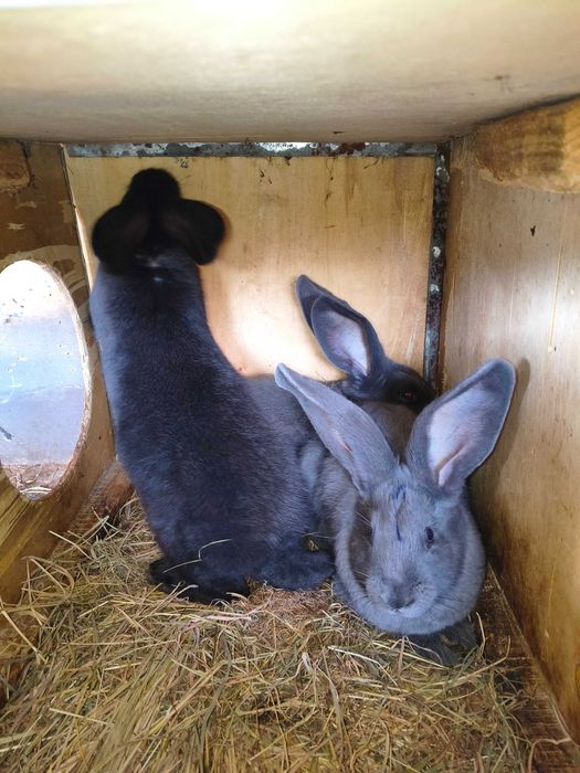 Fluture german de vânzare