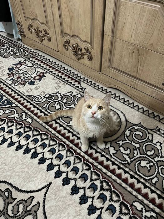 Mushik 9 oylik yaxshi oilaga beriladi