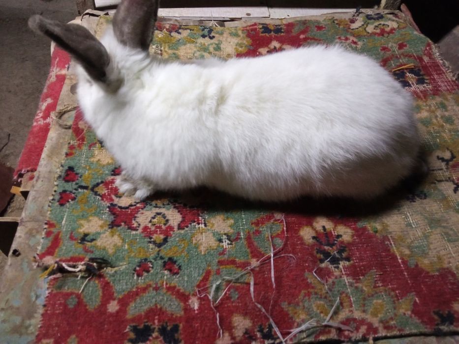 YEVRO kaliforniya sotiladi!!