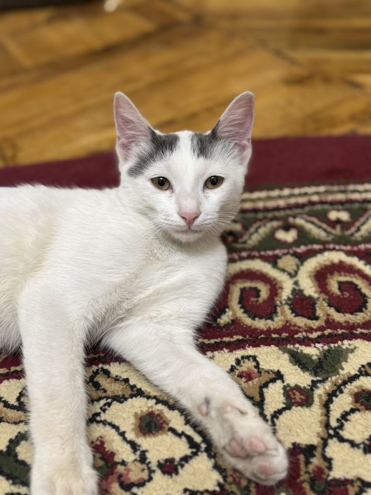 Отдаем котят 4х месячных. Смесь британской шиншиллы и дворовой кошки!!