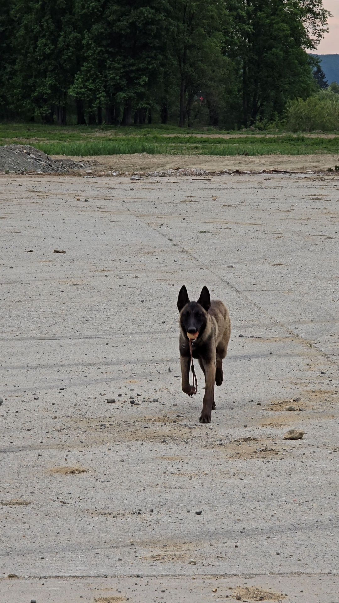 Ciobănesc Belgian malinois femela