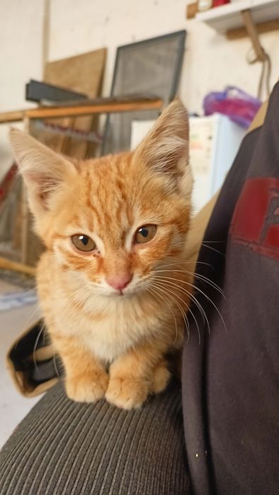 Хонаки (домашние) мушук боласи