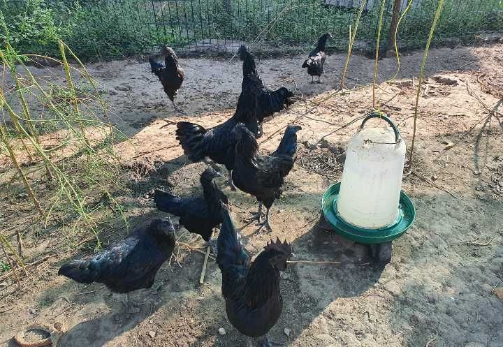 Vândi pui  ayam cemani