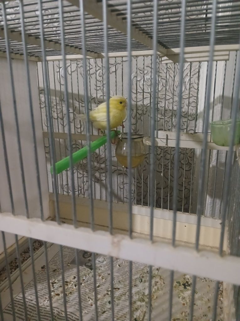 Kanareyka moda avliy blan lemon