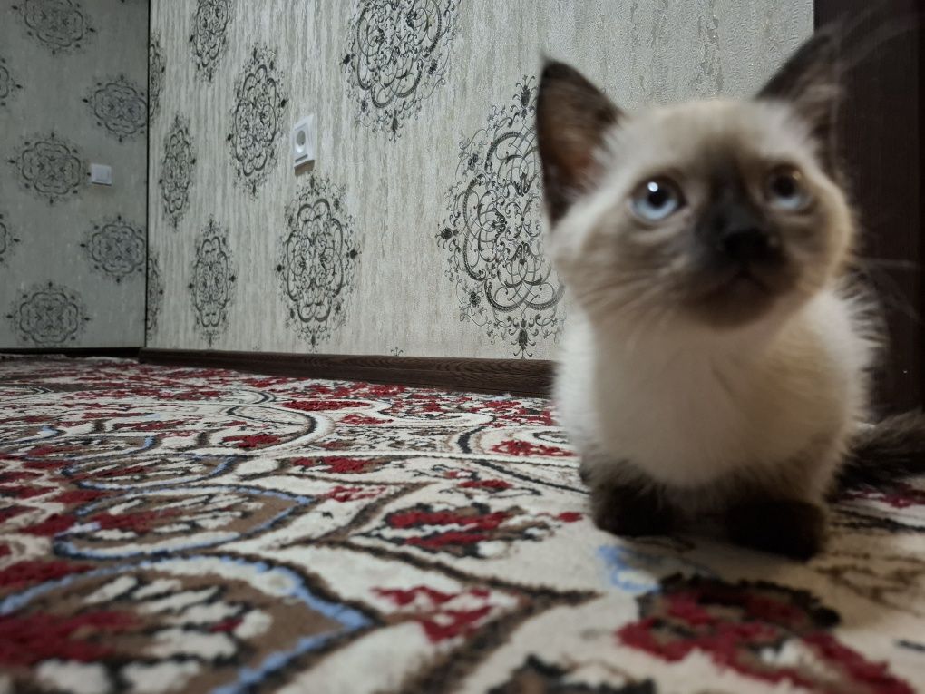 Basel mushukning laqabi