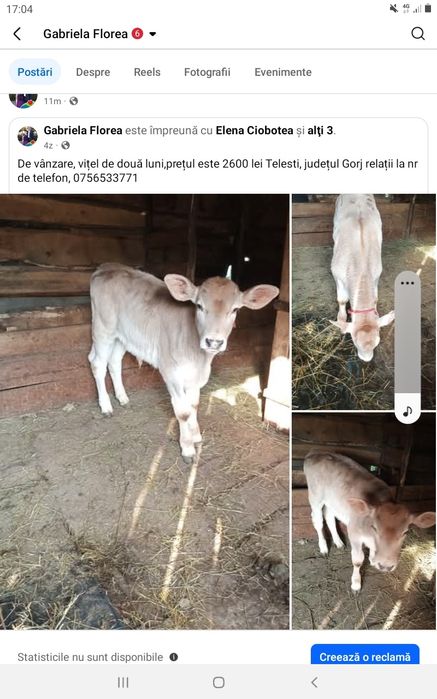 Vițel de 2luni  suge la găleată