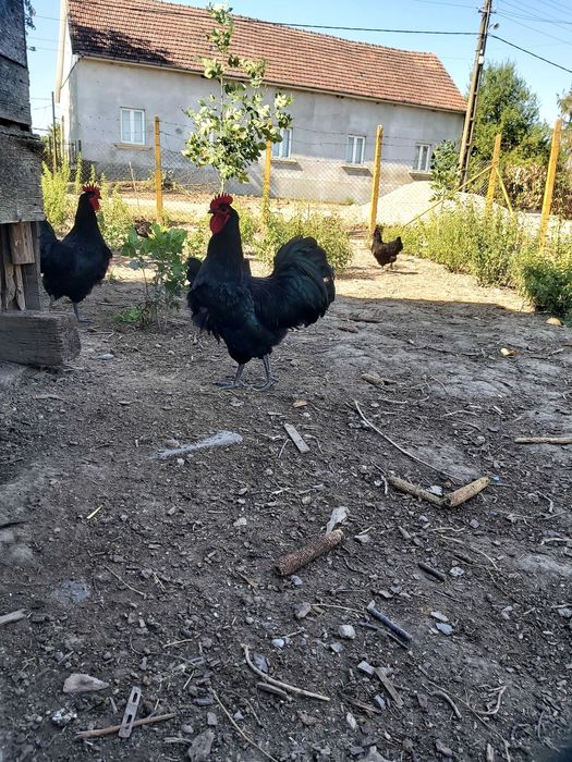 Cocosi Australorp