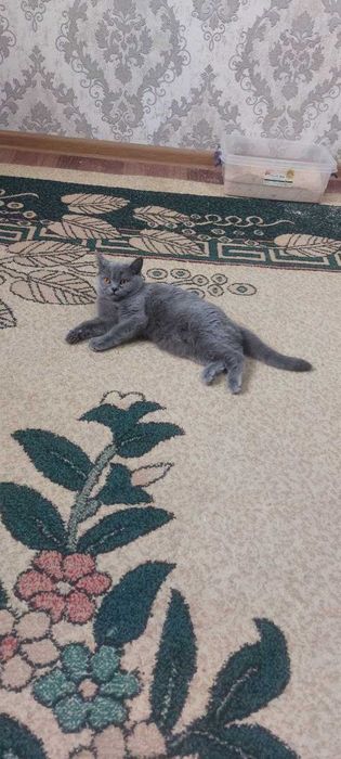 Продается породная кошка