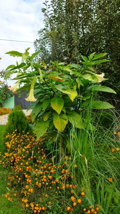 Brugmansia -Trompeta îngerilor - planta  decorativa
