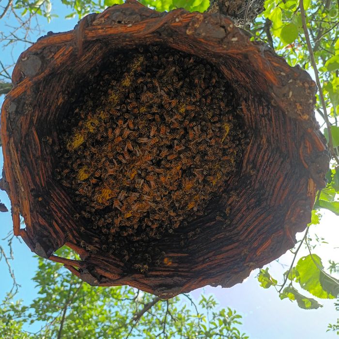 Пчелни семейства и пчелни отводки ДБ