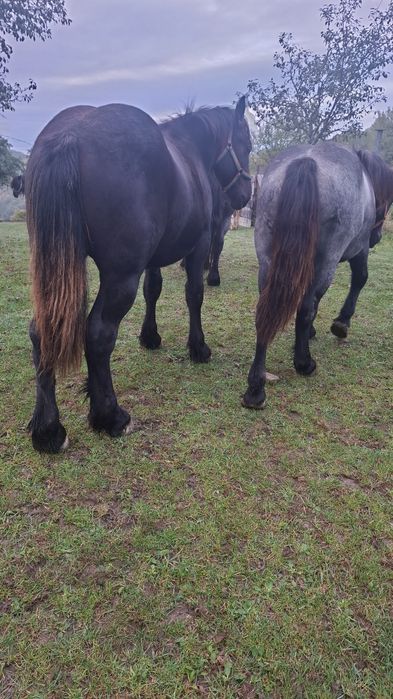 Vand cai breaza bistrita