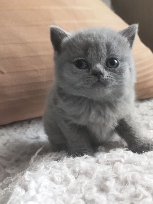 Продам британскую девочку