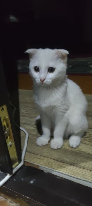 Девочка Умный/aqilliy mushuk 2oyli. 2 месяца.