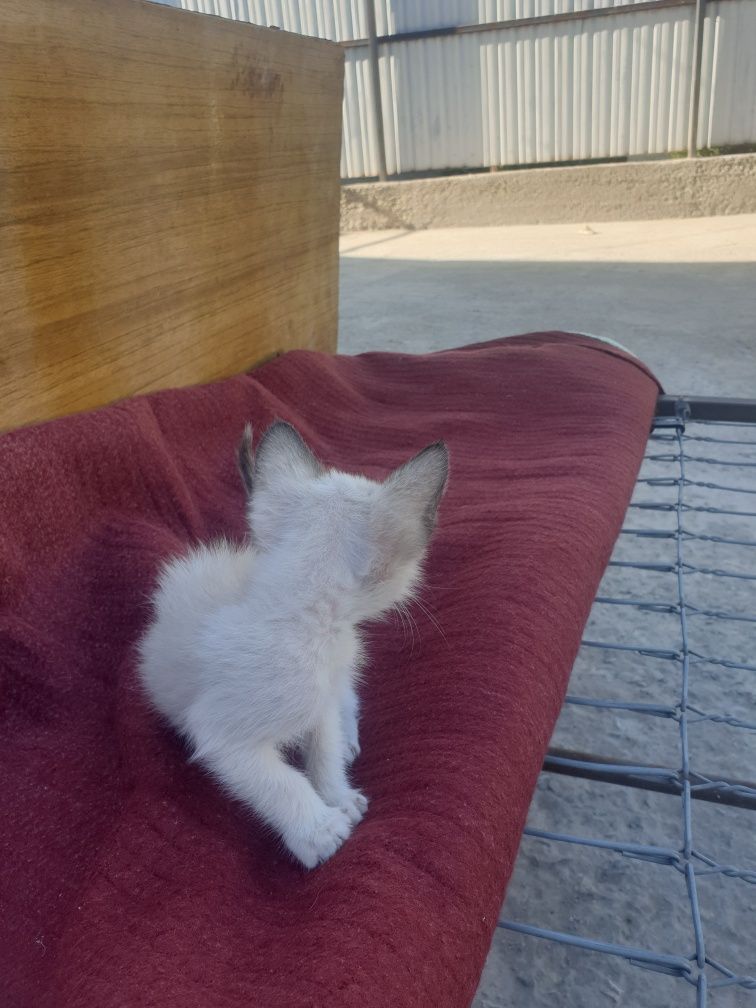 Котёнок самка сиамское