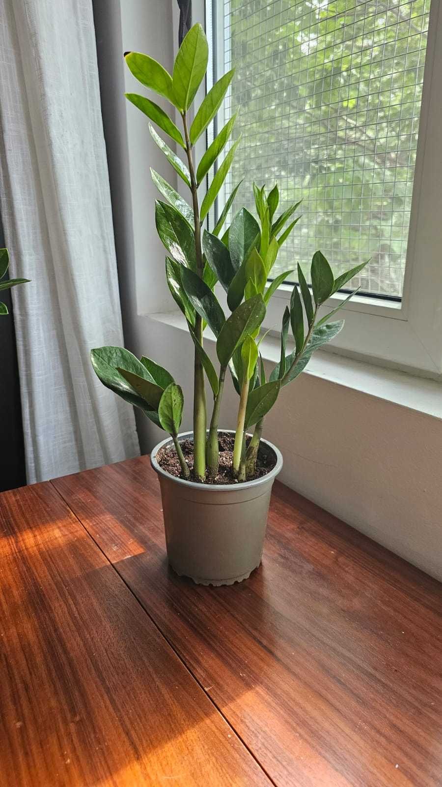 Plante ZZ (Zamioculcas Zamiifolia) 50 cm inaltime