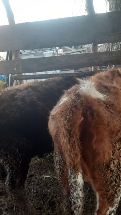 Vand doi tauras  balțata rosu 250g