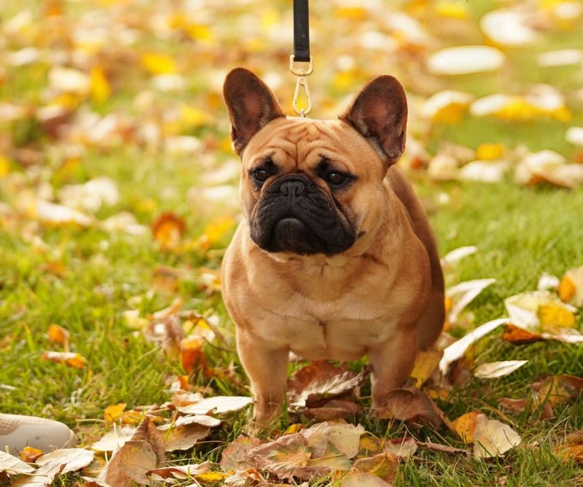 Bulldog Francez standard cu pedigree
