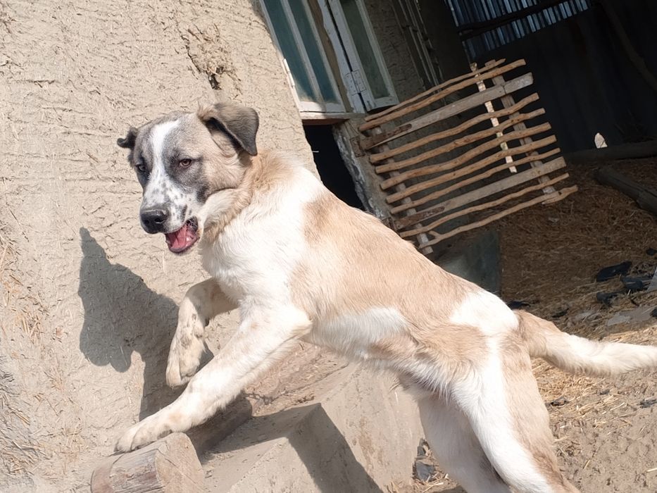 it sotiladi Zoti:ALABAY