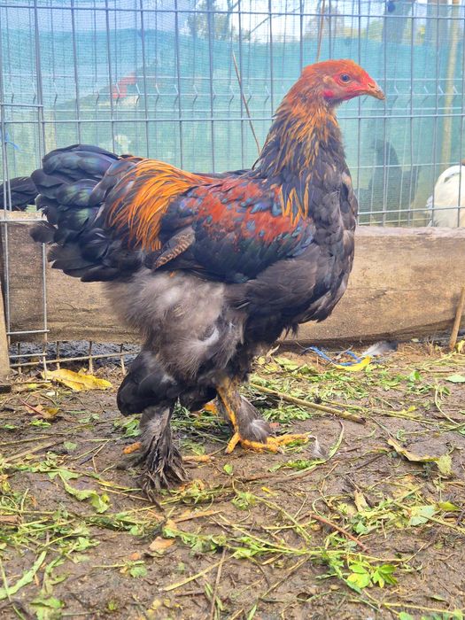 Ocazie!! Cocosi tineri rasele Brahma , Australorp, Vorverk