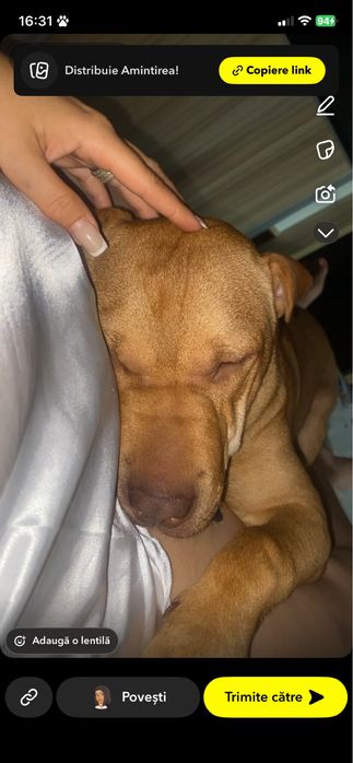 Adoptie catelusa foarte jucausa