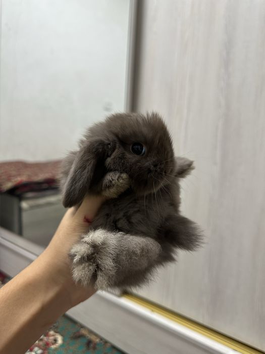 Chiroyli quyonchalar Toshkentda – faqat Basmala Farm’da!