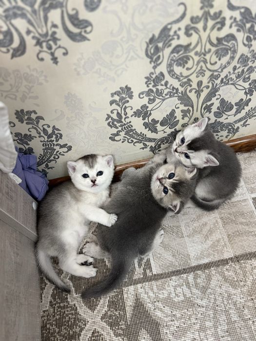 Продаются Котята