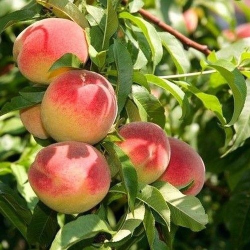 Pomi Fructiferi Columnari  soiuri de piersic