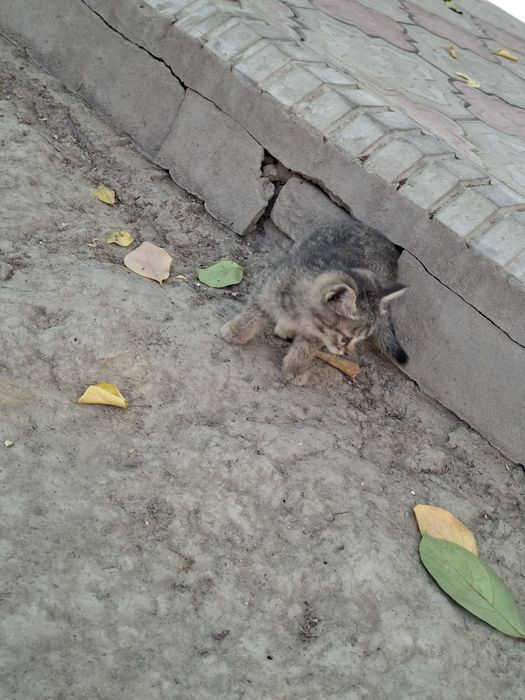 Котёнок отдам даром