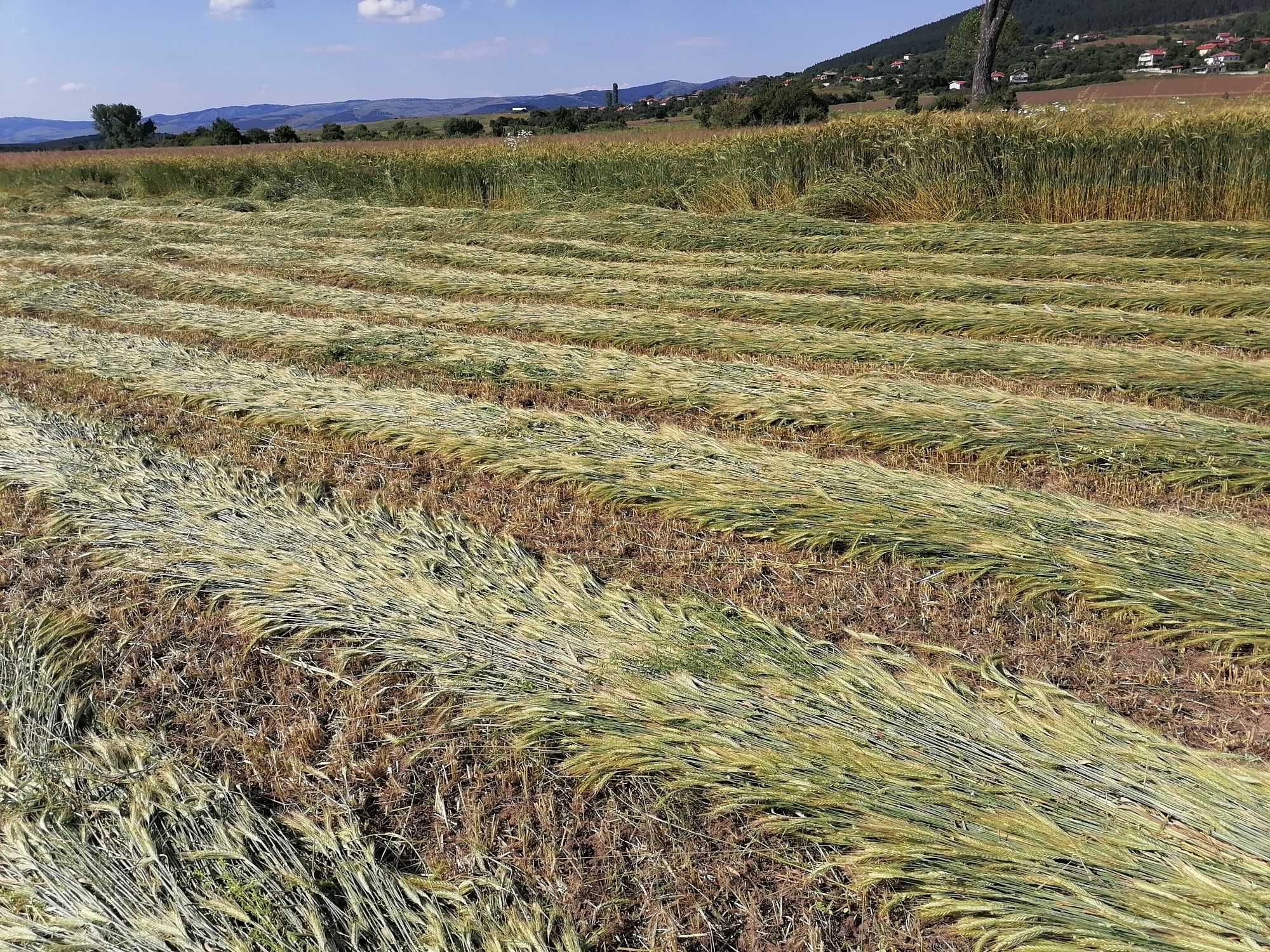 Ролонни бали овес на зелено