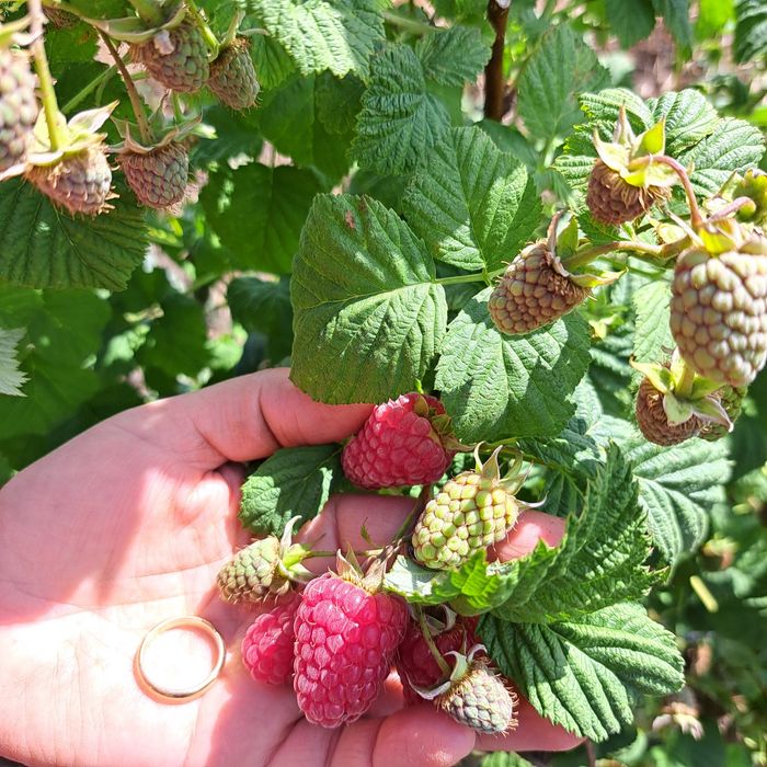 Vând butași de mure, zmeură roșie și galbenă diferite soiuri