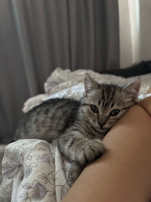 Отдам котенка в хорошие руки