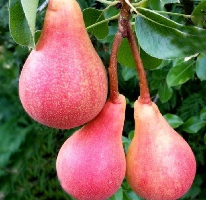 Par (Soiul Mirandino Rosso )