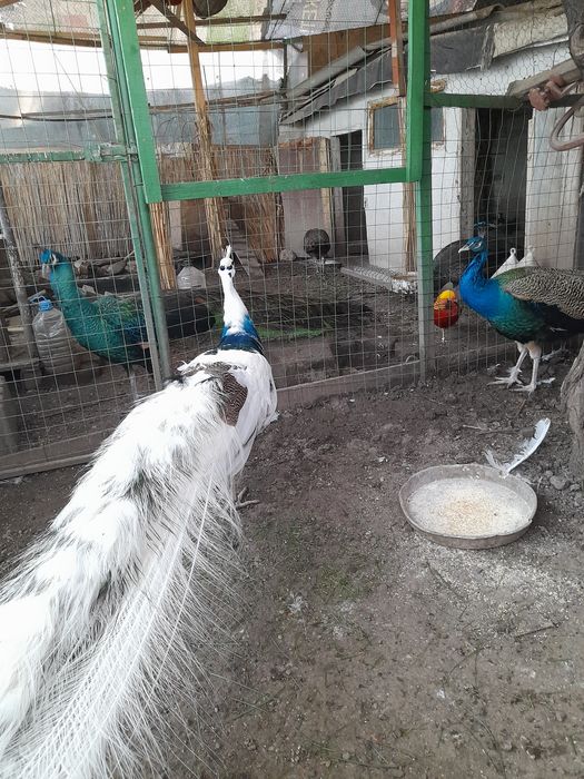 Vand paun arlechin