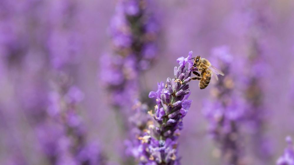 Lavanda matura(Anul 4)–tufa premium ghiveci 5L–bordura/terasă de vis