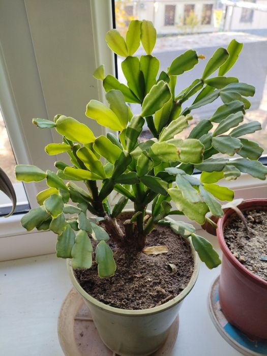 Пролам комнатное растение